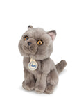 Freddy british shorthair